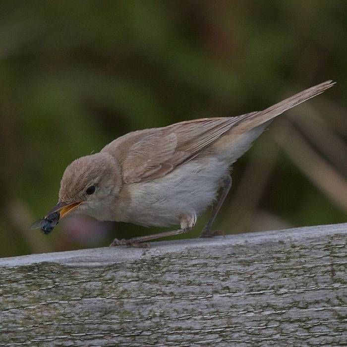 Fair Isle sykess_warbler1 Ian Cowgill.jpg