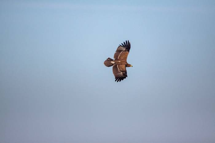 Lesser Spotted Eagle