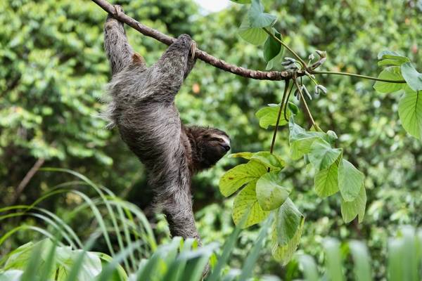 Three Toed Sloth Shutterstock 142138972