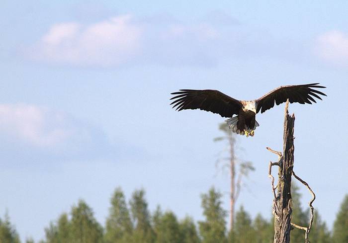 An adult White_tailed Eagle coming in for a snack © Jan Kelchtermans.jpg