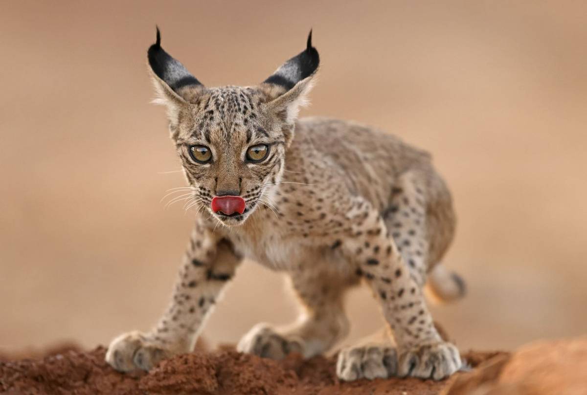 Iberian Lynx, Spain (Wild Watching Spain).jpg