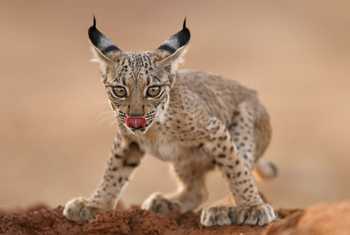 Iberian Lynx, Spain (Wild Watching Spain).jpg