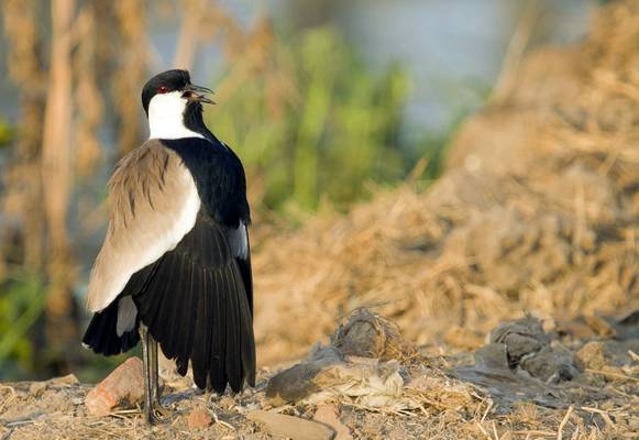 Spur-winged Plover shutterstock_1273394869.jpg