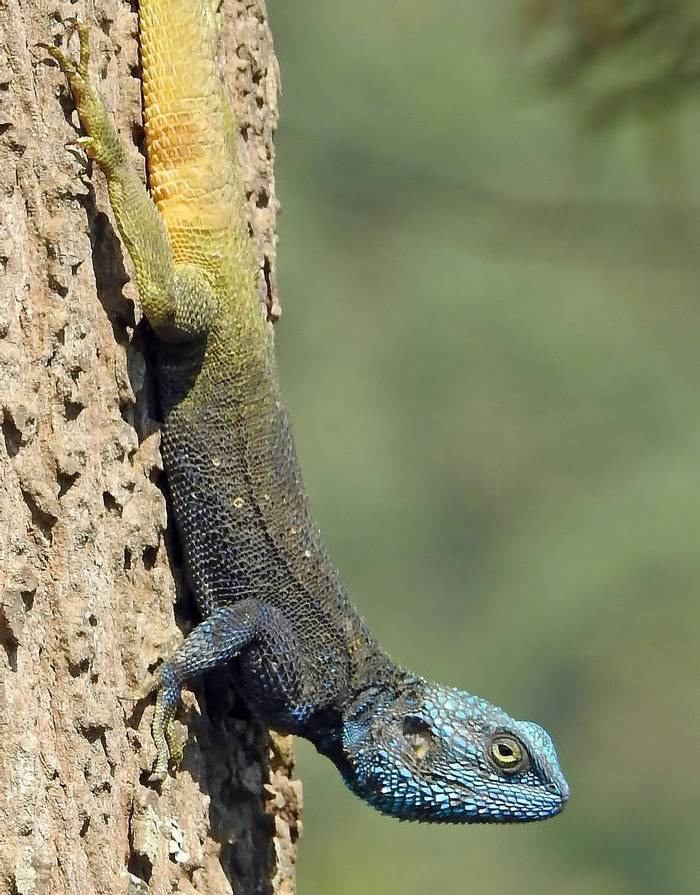 Ugandan Blue-headed Tree Agama © Dorril Polley