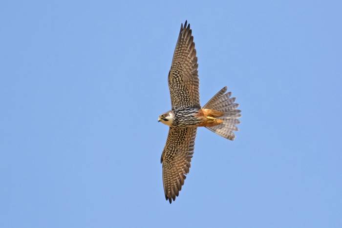 Hobby (Falco subbuteo) in flight against a blue sky.