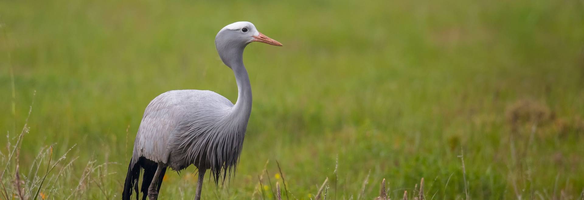 Blue Crane, South Africa shutterstock_495495082.jpg