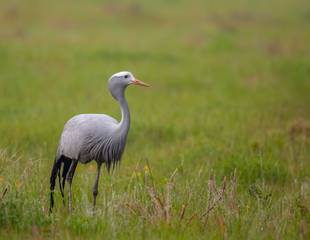 South Africa - Kruger (Birds)