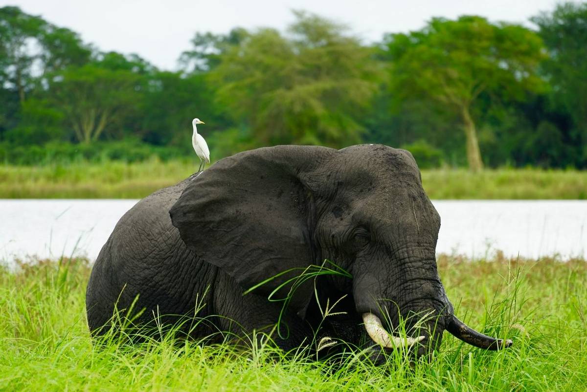 Elephant, Lake Malawi shutterstock_1108303454.jpg