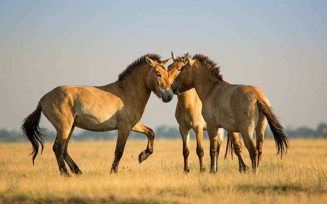 Przewalski Horse