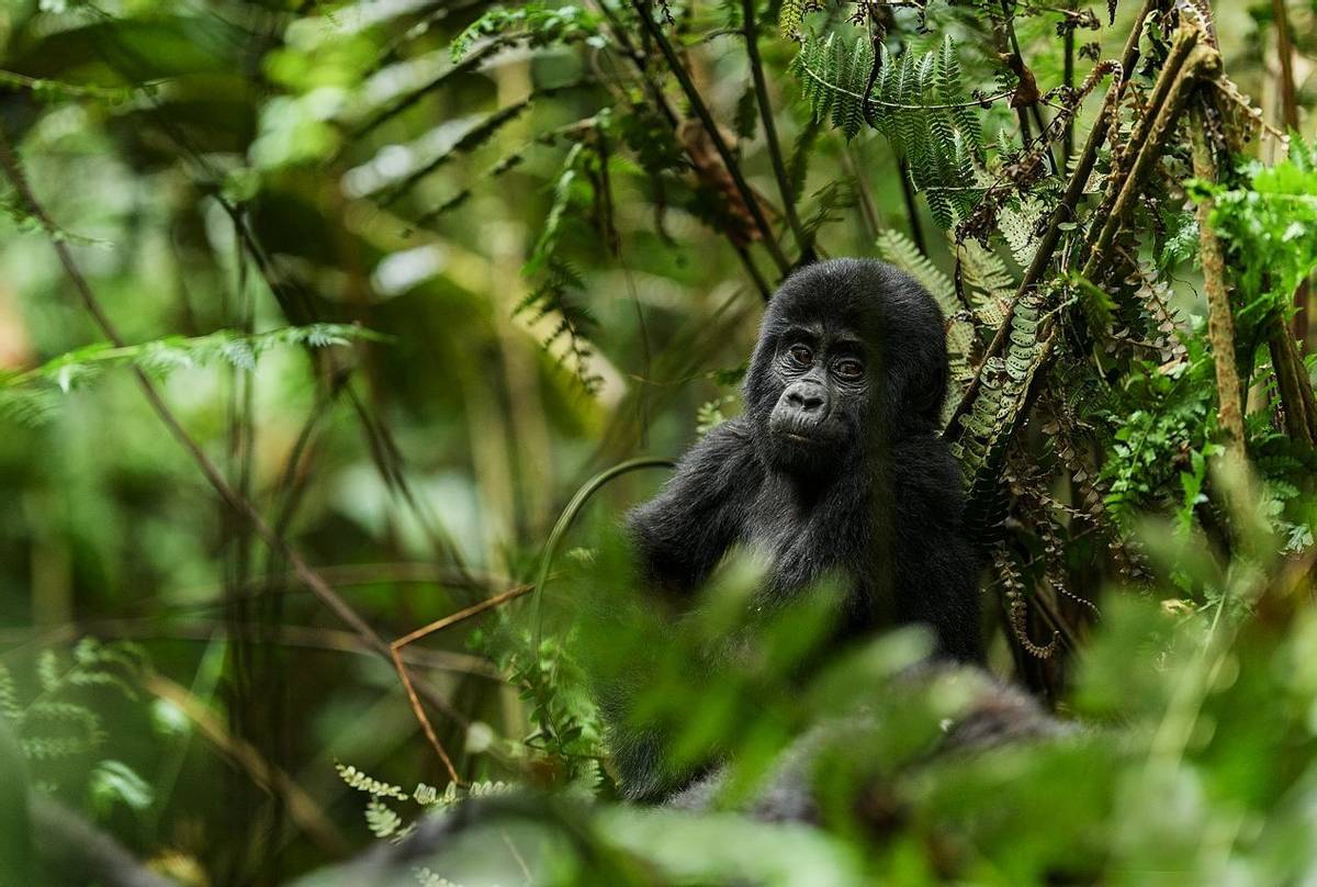 Gorilla Uganda Shutterstock 641903008