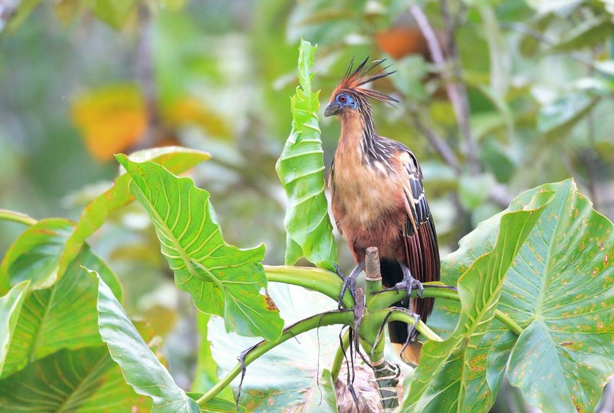 Hoatzin