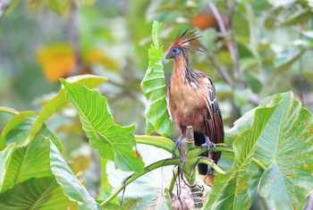 Hoatzin