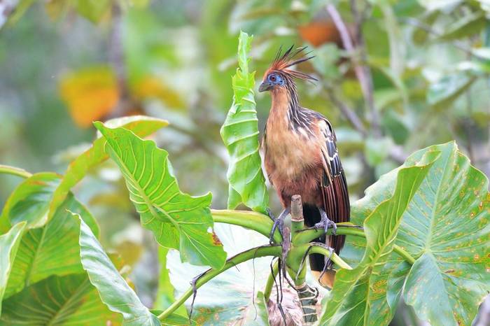 Hoatzin