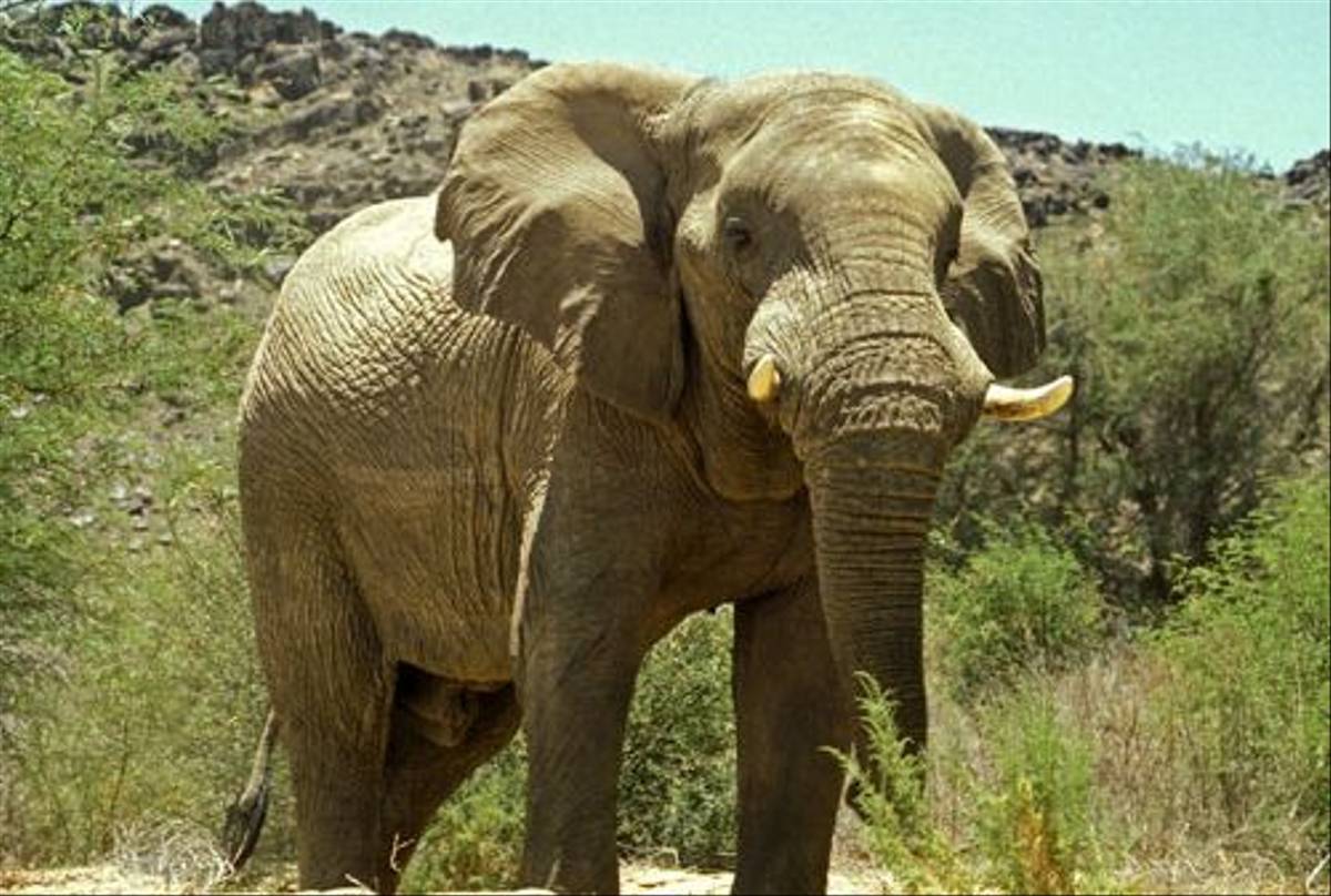 Desert adapted Elephant (Paul Stanbury)