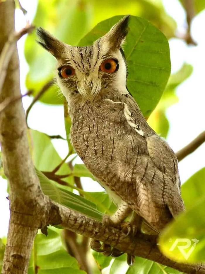 Northern White-faced Owl, Solomon Jallow.jpg