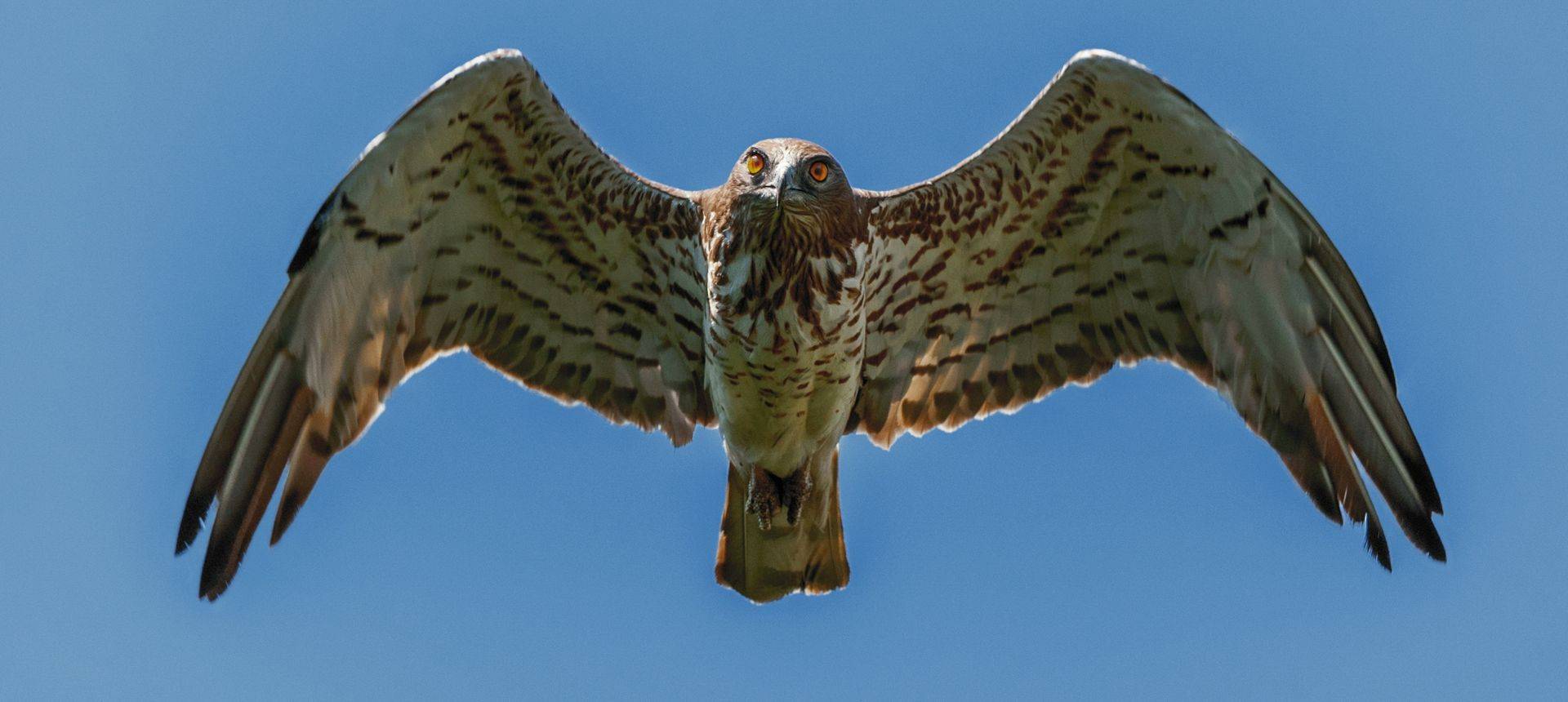 Short-toed eagle
