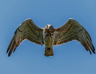 Spain and Morocco: Birding on Two Continents!