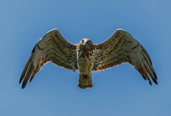 Birds of prey in Southern Spain - WILD ANDALUCIA BIRDING TOURS