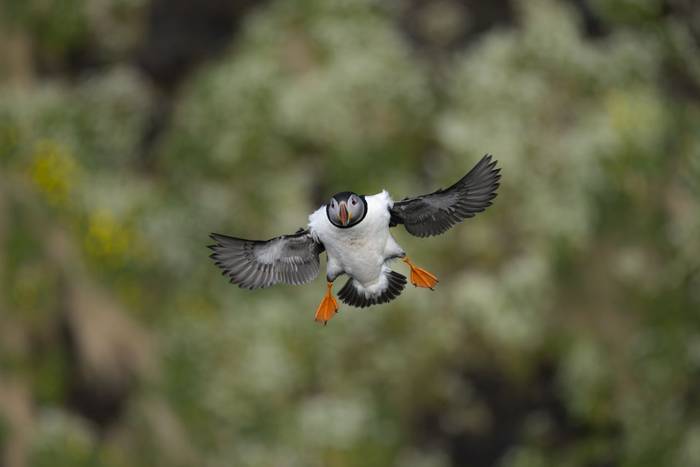 Atlantic Puffin, Mull (Oliver Smart).jpg