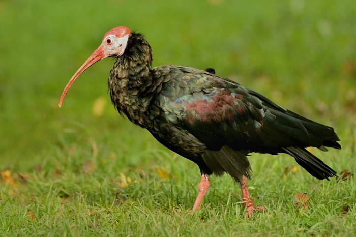southern_bald_ibis.jpg
