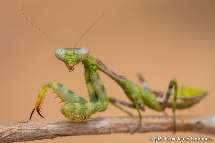 Budwing Mantis (Parasphendale sp.) © Robin James Backhouse