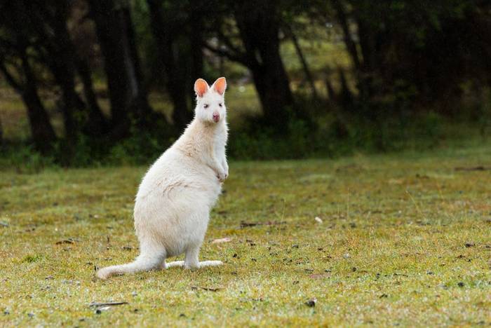 Albino Bennetts Wallaby, Australia shutterstock_378646255.jpg
