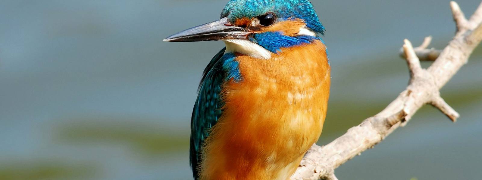 NaturalWorld-KingFisher-AdobeStock_17049571.jpeg