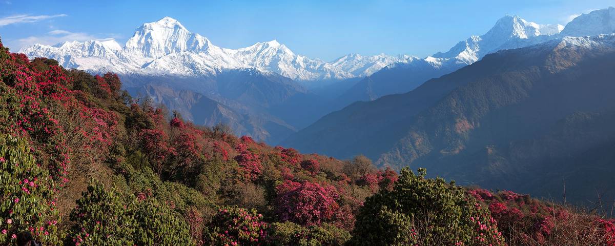 View-of-Dhaulagiri-(7th-highest-summit)-from-Poon-Hill,-Himalaya,-Nepal-shutterstock_132166100.jpg