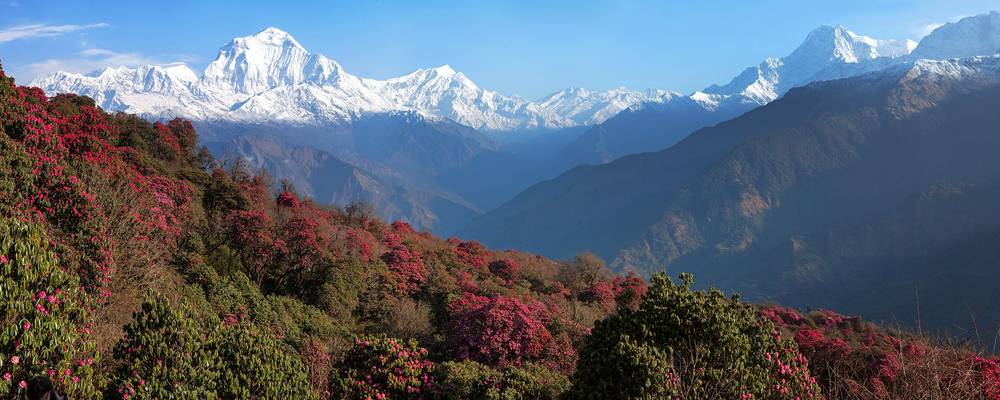 View-of-Dhaulagiri-(7th-highest-summit)-from-Poon-Hill,-Himalaya,-Nepal-shutterstock_132166100.jpg