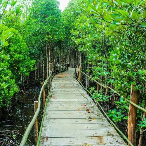 Wooden bridge surrounded by the jungle