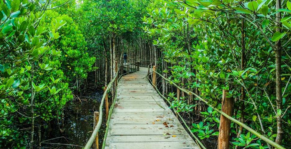 Wooden bridge surrounded by the jungle