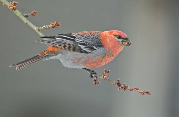 Pine Grosbeak shutterstock_1439224343.jpg