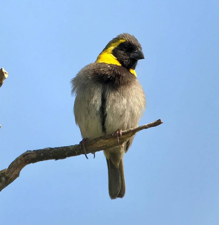 Cuban Grassquit.jpg