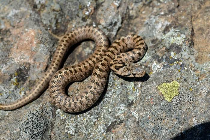 Transcaucasian Rat Snake (Zamenis hohenackeri) © Kseniia Marianna Prondzynska