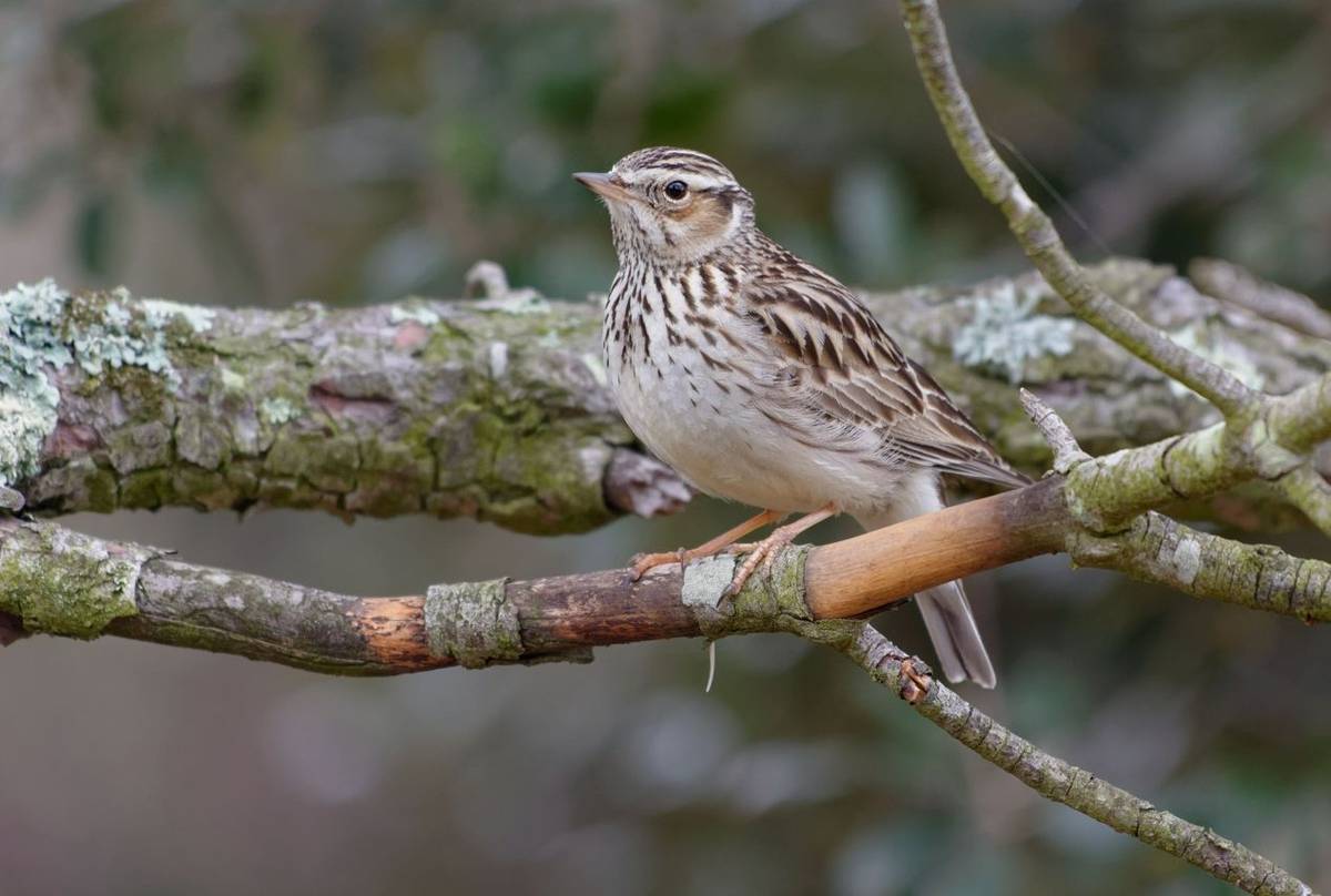 Woodlark shutterstock_1223512663.jpg