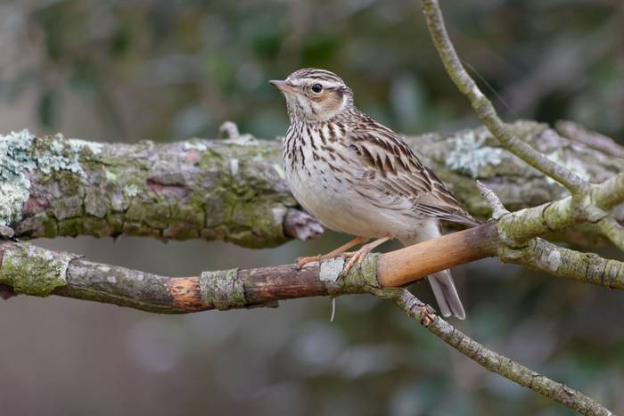 Woodlark shutterstock_1223512663.jpg