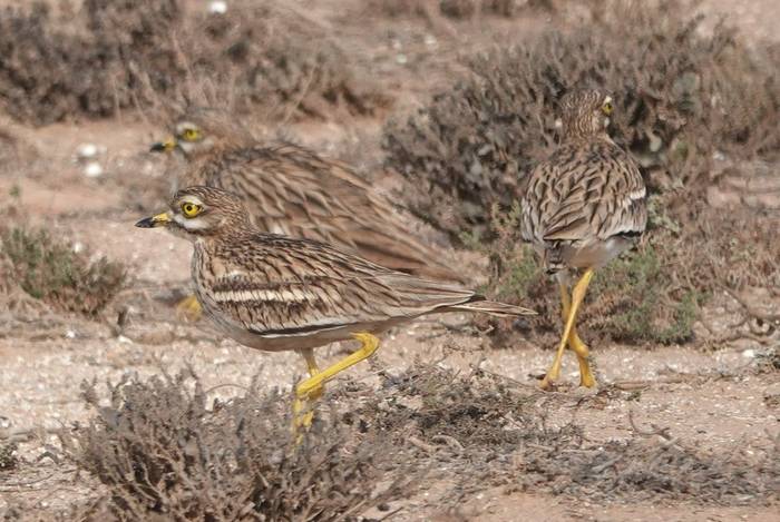 Eurasian Stone-curlew © Martin Pitt, December 2025 tour