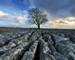 Malhamdale - Southern Yorkshire Dales - Tree on Limestone Paving - AdobeStock_21296238.jpeg