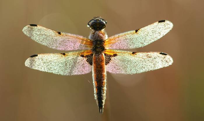 Four-spotted Chaser