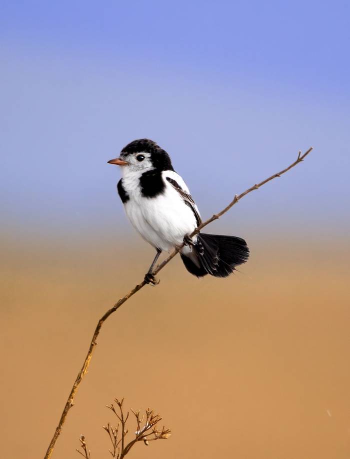 Cock-tailed Tyrant, Paraguay shutterstock_2368429401.jpg
