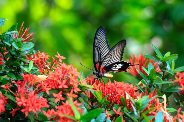 Butterflies Great Mormon Butterfly Shutterstock 303592310