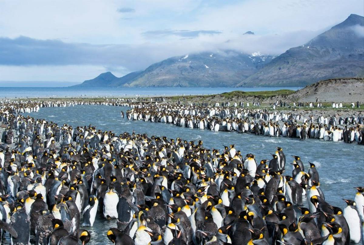 King Penguin Colony St. Andrew'S Bay   30 Jan 16   Barbara Evans  