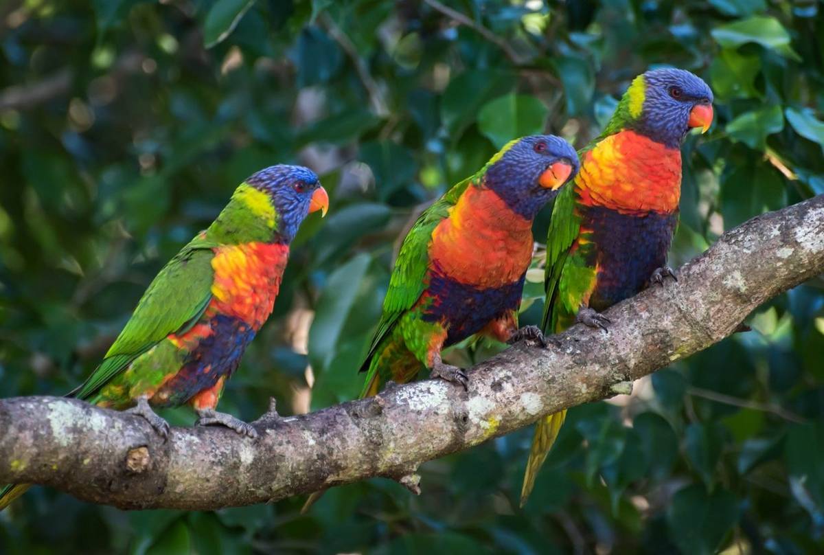 Rainbow Lorikeets