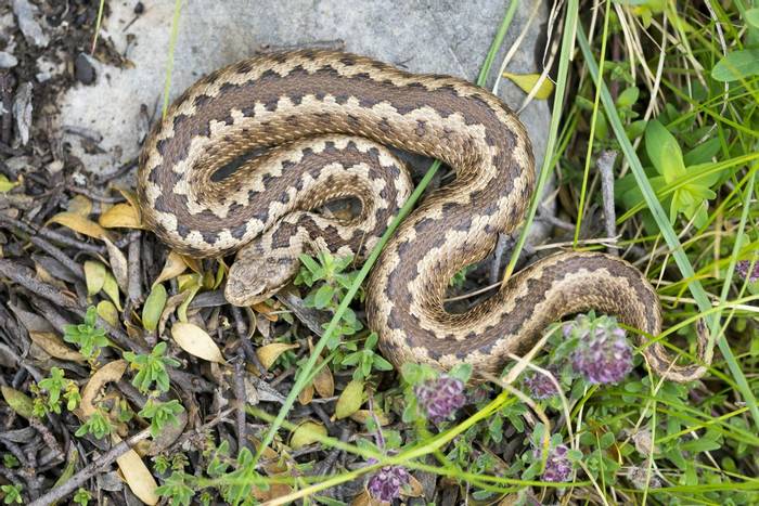 Greek Meadow Viper (Vipera graeca)