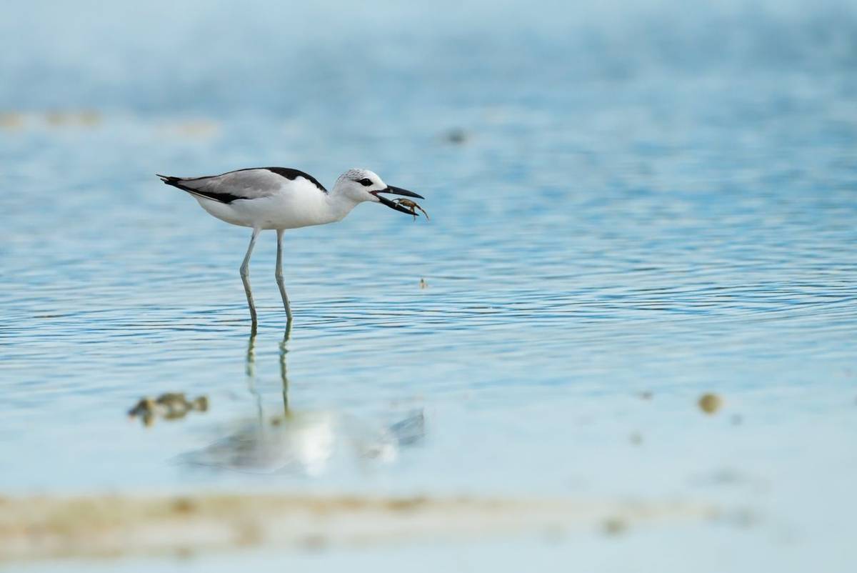 Crab Plover