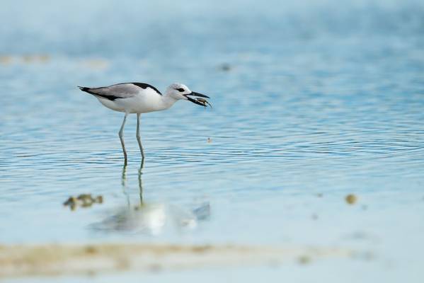 Crab Plover