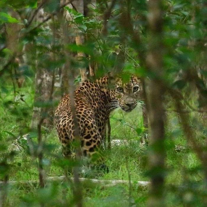 Sri Lankan Leopard (Mukesh Hirdaramani).jpg