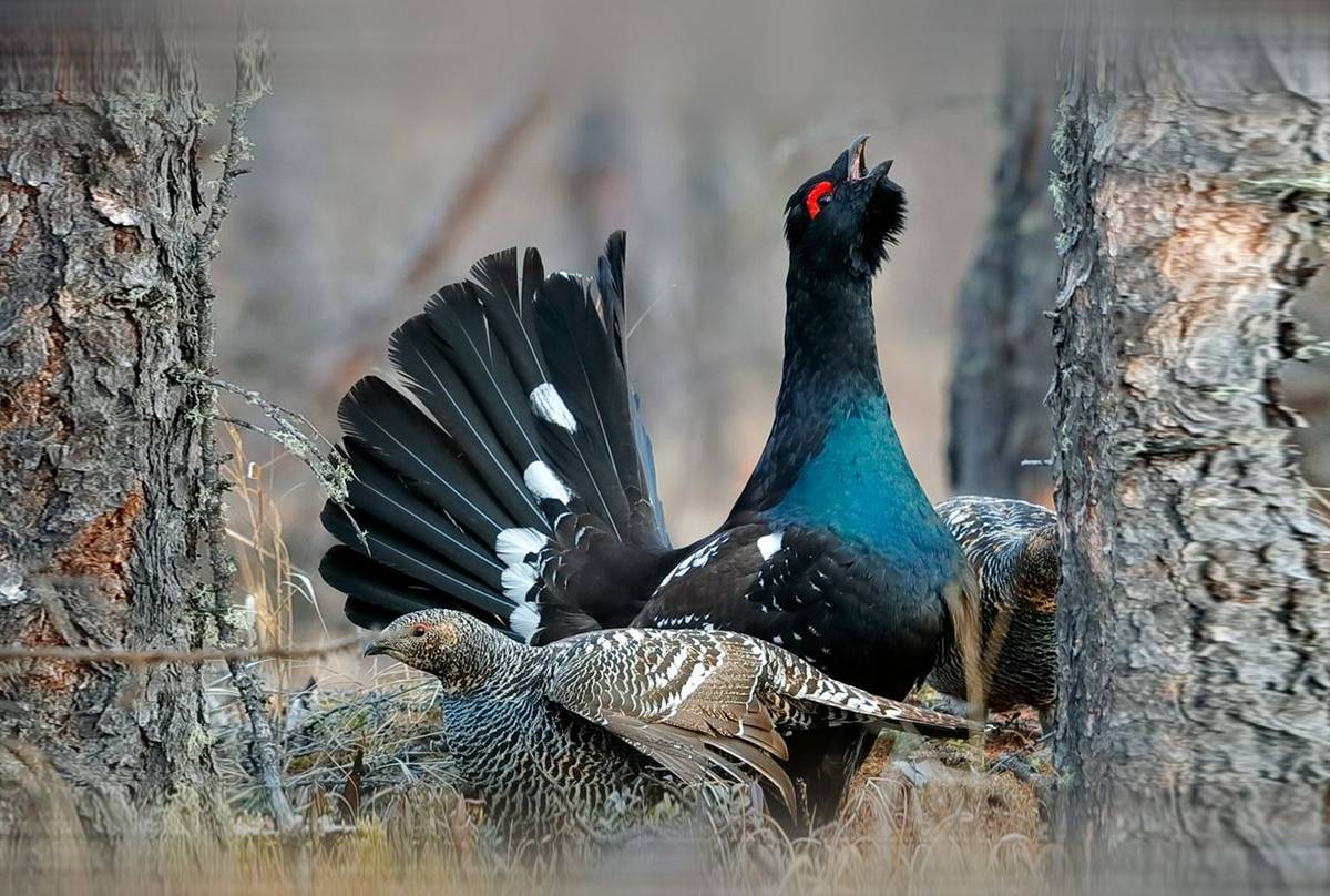 Black-billed Capercaillie shutterstock_648270898.jpg