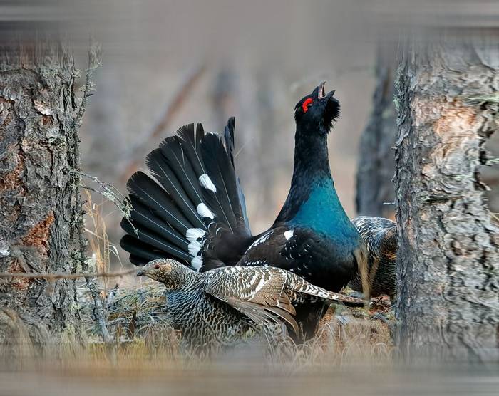 Black-billed Capercaillie shutterstock_648270898.jpg