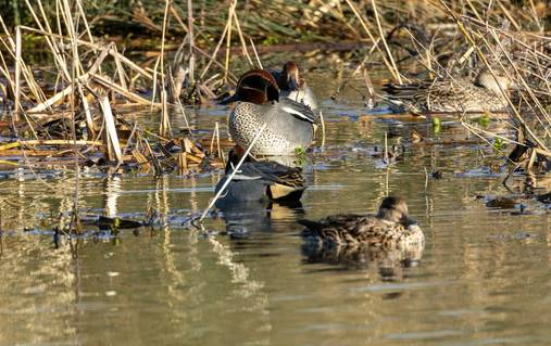 4 Night Guided Birdwatching in the South Downs